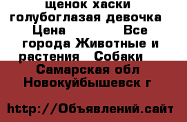 щенок хаски  голубоглазая девочка › Цена ­ 12 000 - Все города Животные и растения » Собаки   . Самарская обл.,Новокуйбышевск г.